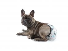 Hoe lang duurt de loopsheid van een hond?