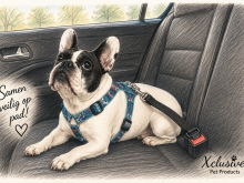 Honden Autogordel: Veilig Je Hond Vervoeren in de Auto | Xclusive Pet Products