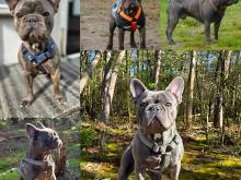 Xclusive Dog - Bobbi