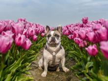 Xclusive Dog - Mila