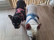 Xclusive Dogs - Tybo & Mayka